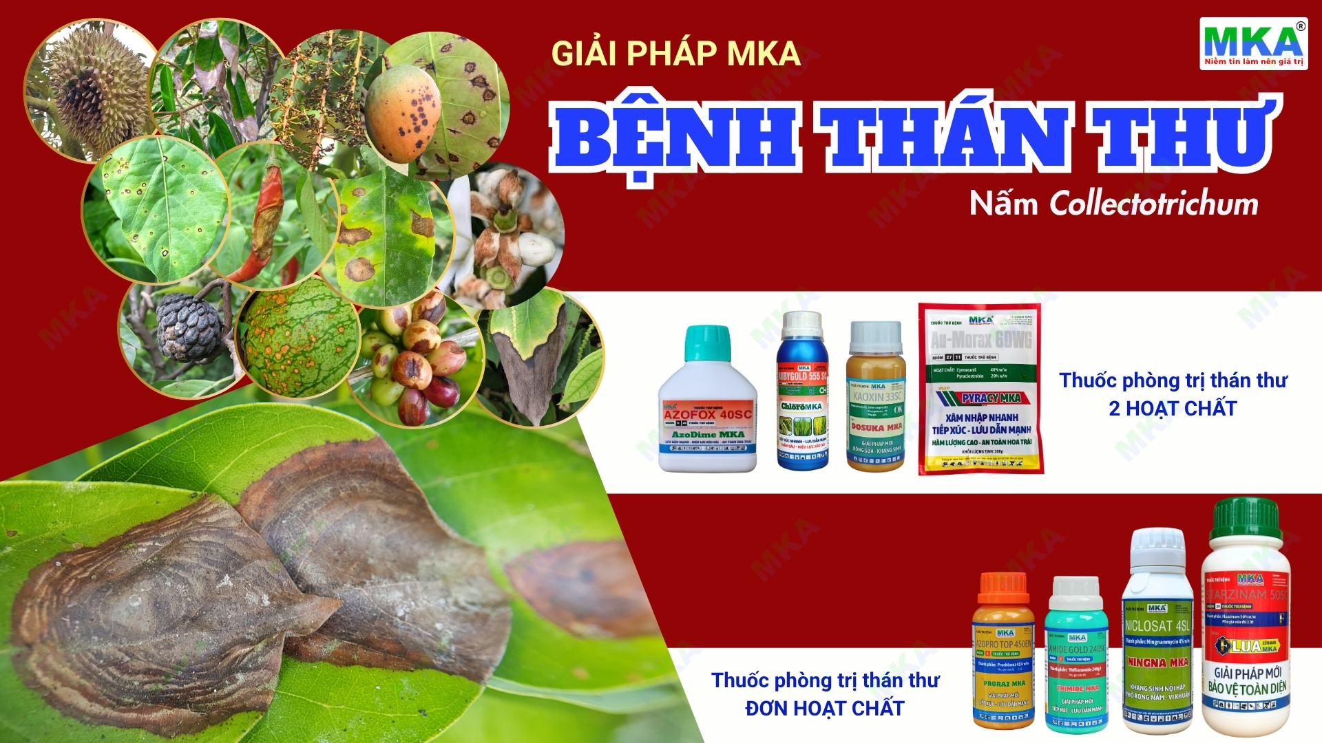 Giải pháp MKA Thuốc trị thán thư